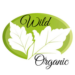 Boneset Tincture, Wild Organic Eupatorium Perfoliatum Herbal Extract