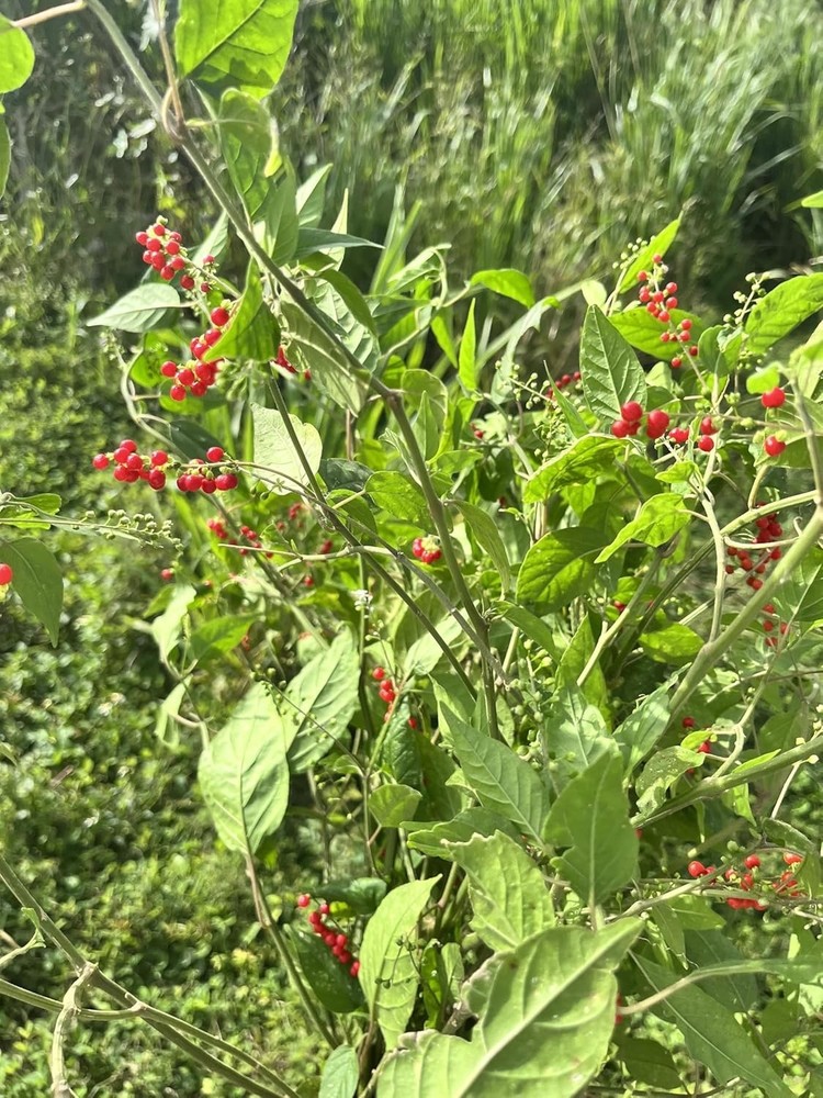 Sun Dried Dog Blood Bush- 100% Authentic Jamaican