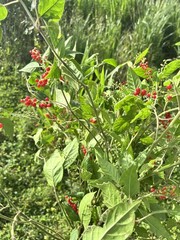 Sun Dried Dog Blood Bush- 100% Authentic Jamaican