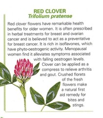 Red Clover Tincture Cleans Lymph, Balances Hormones, Purifies Blood & Heals