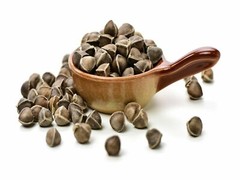 200 Moringa Oleifera Seeds 2 oz. WINGLESS Fresh Organic Semillas de Moringa Tree