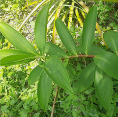 25g Insulin Plant Leaves Powder | Organic Natural Thebu Costus Igneus Herbal Tea