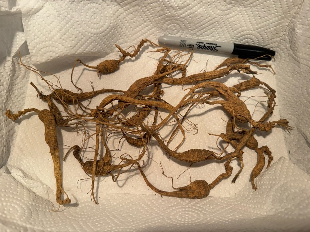 Dry Wild American Ginseng. 1/10 Lb. W/ Certificate. 17 Roots Total. 2025 Harvest