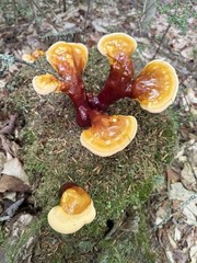 Ganoderma Tsugae, Sliced, Dried, 4 OZ