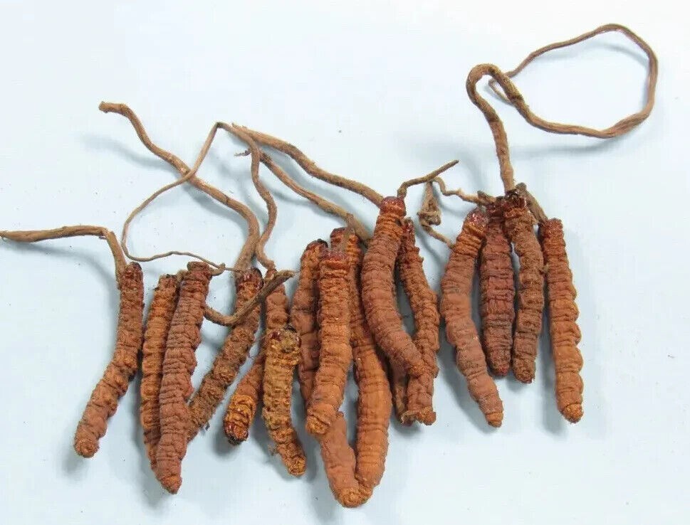 10 GM PURE CORDYCEPS SINENSIS Unbeatable Price