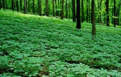 1 Box 7 years American Wisconsin Ginseng 7年珍珠泡参(礼品1盒装)正宗美国威州半野生花旗参-U.S Seller