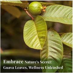 Guava Leaves Tea, Hojas De Guayaba, 100%Natural Fresh Te, Psidium Guajava 2.6 Oz