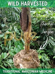 Sacha Jergon Powder / Amazonian Viralguard / Dracontium Loretense