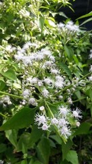 Mexican Dream Herb Calea Zacatechichi Lucid Dream Herbal Plant Seeds