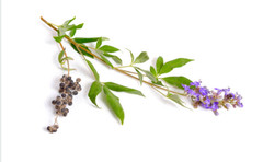 Chaste Berry Herb | Whole or Powder | Hormonal Balance Support 1oz 4oz 8oz Sizes