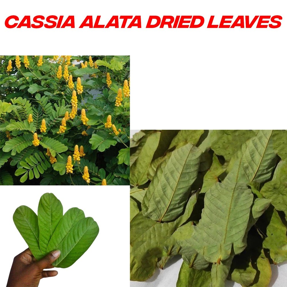Senna Alata ORGANIC cassia candlestick candelabra bush leaf 250+ DRIED LEAVES