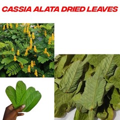 Senna Alata ORGANIC cassia candlestick candelabra bush leaf 250+ DRIED LEAVES
