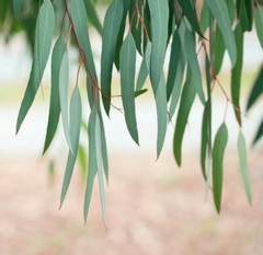 ORGANIC Herbal Loose Dried EUCALYPTUS LEAF,Cold,Flu,Congestion, Natural No GMO