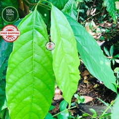 Organic Cocoa Leaf Powder 100% Pure Natural Herbal Supplement 25g to 500g Cacao