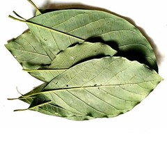 60 PCS Dried Avacado Leave Hojas De Aguacate Seca 100% Natural