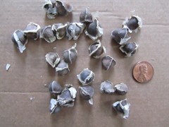 30 ORGANIC Miracle tree Moringa Oleifera Seeds +instruction