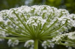 ANGELICA Tincture Analgesic Anxiety Move Congestion Phlegm ORGANIC FOLK Remedy