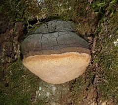 Willow Bracket Mushroom Tincture, Dual-Extracted Wild Phellinus Igniarius