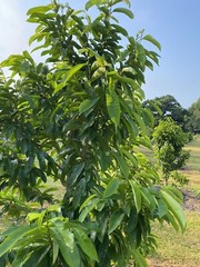 SOURSOP/GUANABANA LEAVES FOR TEA: FRESH PICK & READY TO SHIP (FLORIDA)