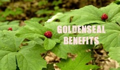 weight loss food containers – GOLDENSEAL ROOT 520MG 3B – goldenseal free