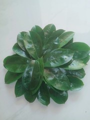 Organic Soursop Leaves Powder 100% Pure Natural Herbal Green Graviola Guyabano