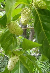 50+ Organic Dried Noni Leaves Herbal Morinda Citrifolia Indian Mulberry Tea