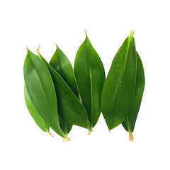 Organic Dried Insulin Leaves Costus Igneus Natural Herbal Tea Blood Sugar Suppor