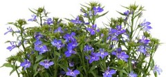 LOBELIA Tincture alternative breathe easy aid ORGANIC strong Folk Remedy Liquid