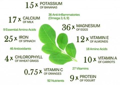 Moringa, Organic moringa Oleifera,Premium moringa seeds, semillas de moringa