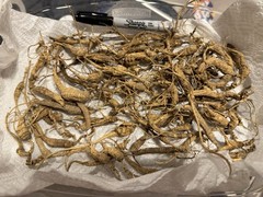 Dry Wild American Ginseng. 0.19 Lb. W/ Certificate. 82 Roots Total. 2025 Harvest