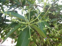 5 Seeds Cinnamomum Verum Zeylanicum True Ceylon Cinnamon Small Evergreen Tree