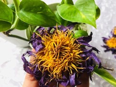 Blue Lotus NYMPHAEA CAERULEA 100% Organic Hand Picked Pure Flowers Herbal Tea