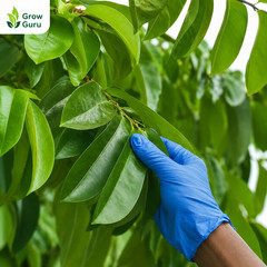 Ceylon 100% Organic Natural Dried Soursop Leaves Graviola Annona Muricata Leaf