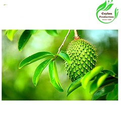 Dried Organic Soursop whole Leaves graviola,Annona muricata L Hojas de guanabana