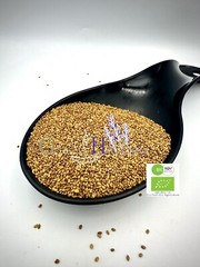 Organic Alfalfa Seeds 25gr-2kg – Medicago Sativa |