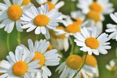 Chamomile Extract Chamomile Tincture Relax Insomnia Sleep Aid Herbal USA