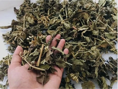 Dried Mexican Dream Herb CALEA ZACATECHICHI Lucid Pure 100% ORGANIC Herbal Tea
