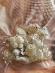 ONE LB Hojari Green frankincense – Ethically sourced from Oman