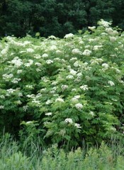 Elderberry Whole Dried ( Sambucus ) ORGANIC from Carpathian mountain Ukraine