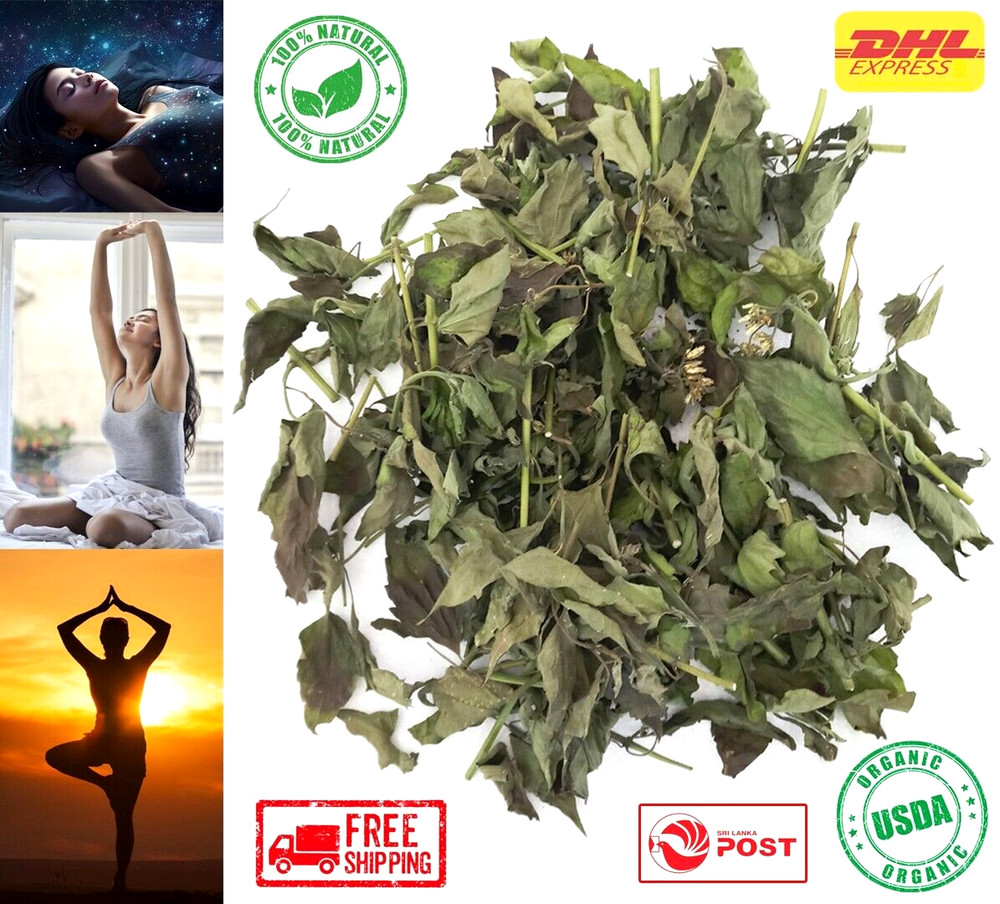 Dried Mexican Dream Herb Calea Zacatechichi Lucid Herbal Organic Tea Leaves