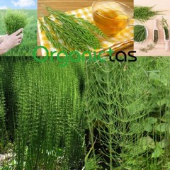 Horsetail Herb Organic Tea Natural Silicia for Hair, Skin, Nails, Detox, more…