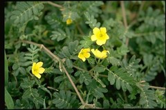 WholeSALE!! Tribulus Terrestris/Bindi PREMIUM Fruit/Root Powder-4 oz, 1,2,5 lbs.