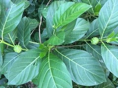50+ Organic Dried Noni Leaves Herbal Morinda Citrifolia Indian Mulberry Tea