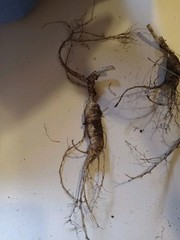 Wild New York Catskill Mountain Region Ginseng Root 28.4 Grams Fresh ..