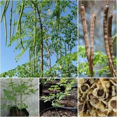 THREE ORGANIC FRESH MORINGA OLEIFERA (3) 6″ CUTTINGS FREE SHIPPING! FROM FL USA