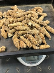 1 Box 7 years American Wisconsin Ginseng 7年珍珠泡参(礼品1盒装)正宗美国威州半野生花旗参-U.S Seller