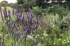Blue Vervain – Loose – At Stress and insomnia – Verban Tea Verbena officinalis