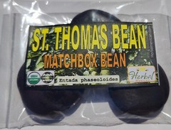 3 St Thomas Bean, box bean (Entada phaseoloides) giant bean, magic bean, seeds o