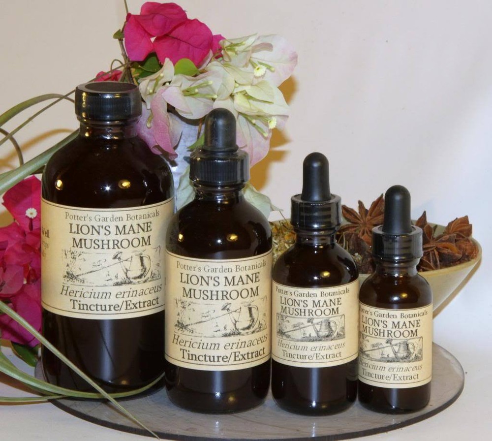 LION’S MANE Extract brain cell mood nootropic NGF skin ORGANIC FOLK TINCTURE ~