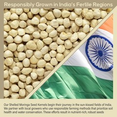Moringa Seeds Kernel Shelled 16 oz. / 1 lb. – Clean PKM1 Variety – Edible –
